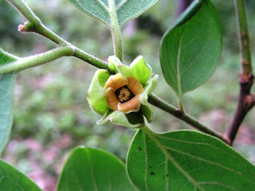 กล้วยฤาษี Diospyros glandulosa Lace<br/>EBENACEAE